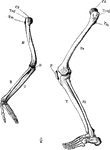 The skeleton of the arm and leg. Labels: H, the humerus; Cd, its articular head which fits into the glenoid fossa of the scapula; U, the ulna; R, the radius; O, the olecranon; Fe, the femur; P, the patella; Fi, the fibula; T, the tibia.