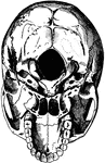 The base of the skull. "The lower jaw has been removed. At the lower part of the figure is the hard palate forming the roof of the mouth and surrounded by the upper set of teeth. Above this are the paired opening of the posterior nares, and a short way above the middle of the figure is the large median foramen magnum, with the bony convexities (or occipital condyles) which articular with the atlas, on its sides. It will be seen that the part of the skull behind the occipital condyles is about equal in size to that in front of them; in an ape the portion in front of the occipital condyles would be much larger than that behind them." &mdash;Newell, 1900