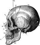 A side view of the skull. Labels: O, occipital bone; T, temporal bone; Pr, parietal bone; F, frontal bone; S, sphenoid; Z, malar; Mx, maxilla; N, nasal; E, ethmoid; L, lachrymal; Md, inferior maxilla.