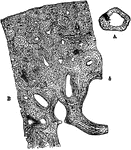 A, transverse section of the ulna, (bone of the arm), natural size, showing the medullary cavity. B, the more deeply shaded part of A magnified 20 diameters.