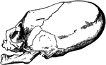 Skull of a child of the tribe of Chinook Indians (inhabiting the neighborhood of the Columbia River), distorted by tight bandaging so as to assume the shape considered elegant and fashionable by the tribe.