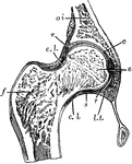 Section through the hip joint.