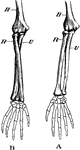 Demonstration of the movement of a pivot joint. Labels: A, arm in supination (palm uppermost); B, arm in pronation (back of hand upward). H, humerus; R, radius; U, ulna.