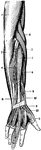 The muscles on the back of the hand, forearm, and lower half of the arm, as exposed on dissecting away the skin.