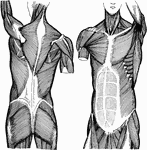 Left - back view of the muscles of the trunk. Right - front view of the muscles of the trunk.