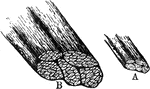 A small bit of muscle composed of five primary fasciculi (bundles). Labels: A, natural size; B, the same magnified, showing the secondary fasciculi of which the primary are composed.