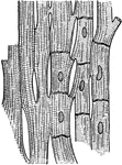 Muscle fibers from the heart showing the striations and the junctions of the cells, highly magnified.