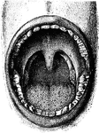 Interior of the mouth. Labels: 1, soft palate; 2, its median ridge; 3, uvula; 4, anterior, 5, posterior pillar of fauces; 6, tonsil; 7, posterior wall of pharynx; 8, tongue.