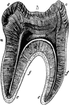 Longitudinal section of a molar tooth. Labels: k, crown; n, neck; f, fangs; e, enamel; d, dentine; c, cement; p, pulp cavity.