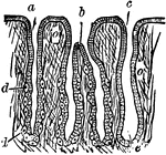 A thin section through the gastric mucous membrane which lines the stomach, perpendicular to its surface, magnified about 25 diameters. a, a simple peptic gland; b, a compound peptic gland; c, a mucous gland.