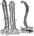 Villi of the small intestine, magnified about 80 diameters. In the left-hand figure the lacteals, a,b,c, are filled with white injection; d, blood-vessels. In the right-hand figure the lacteals alone are represented, filled with a dark injection. The epithelium covering the villi, and their muscular fibers are omitted.