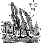 Vertical section of the intestinal mucous membrane of the rabbit. Two villi are represented, in one of which the dilated lacteal alone is shown, in the other the blood vessels and lacteal are both seen injected, the lacteal white, the blood vessels dark; a, the lacteal vessels of the villi; a', horizontal lacteal, which they join; b, capillary blood vessels in one of the villi; c, small artery; d, vein; e, the epithelium covering the villi; g, tubular glands or crypts of Lieberkuhn, some divided down the middle, others cut more irregularly; i, the submucous layer. A, cross-section of three tubular glands more highly magnified.