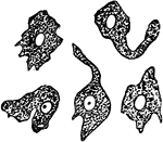 White blood corpuscle (cell), sketched at successive intervals of a few seconds to illustrate the changes of form due to its amoeboid movements.