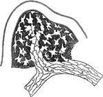 Origin of lymphatics. Labels: S, lymph spaces communicating with lympathic vessel; A, origin of lymphatic by union of lymp spaces; E, E, endothelial cells forming wall of lymph vessel.