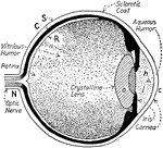 "The human eye-essential parts shown in section." —Croft 1917