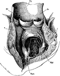 The left ventricle and the commencement of the aorta laid open. Mpm, Mpl, the papillary muscles. From their upper ends are seen the chordae tendinae proceeding to the edges of the flaps of the mitral valve. The opening into the uricle lies between tehse flaps. At the beginning of the aorta are seen ints three pouch-like semilunar valves.