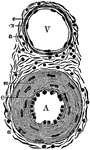 Transverse section through a small artery and vein. Labels: A, artery; V, vein; e, epithelial lining; m, middle muscular and elastic coat, thick in the artery, much thinner in the vein; a, outer coat of areolar tissue, magnified 350 diameters.