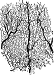 A small portion of the capillary network as seen in the frog's web when magnified about 25 diameters. Labels: a, a small artery feeding the capillaries; v, v, small veins carrying blood back from the latter.