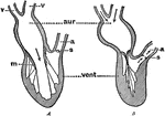 Diagram to illustrate the action (pumping) of the heart. Labels: aur., auricle; vent., ventricle; v, veins; a, aorta; m, mitral valve; s, semilunar valves. In A, auricle contracting, ventricle dilated, mitral valve open, semilunar valves closed. In B, auricle dilated, ventricle contracting, mitral valve closed, semilunar valves open.