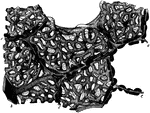 Section of lung with distended blood vessels, highly magnified. Labels: c,c, partitions between alveoli; b, small artery giving off capillaries to alveoli.