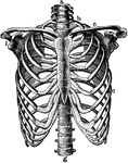 The skeleton of the thorax. Labels: a, g, vertebral column; b, first rib; c, clavicle; d, third rib; i, glenoid fossa.