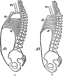 Diagram to show the changes in the sternum, diaphragm, and abdominal wall in respiration. Labels: A, inspiration; b, expiration; Tr, trachea; St, sternum; D, diaphragm; Ab, abdominal wall. The shaded part is to indicate the stationary air