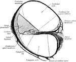 A cross-section of a turn of the cochlea of the ear(diagrammatic).