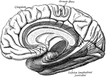 The most important association tracts of the brain. The fibers are projected upon the mesial (medial) surface of the hemisphere.