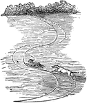 "So a hare, in making for cover, often escapes a hound by making a number of quick turns. The greater inertia of the hound carries him to far, and thus obliges him to pass over a greater space, as seen [here], in which the continuous line shows the hare's path and the dotted line the hound's." &mdash;Quackenbos 1859