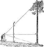 Triangle diagram for measuring heights of trees using proportions.