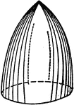 An illustration of a prismatoid with circular base.