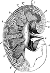 Section through the right kidney from its outer to inner border. Labels: 1, cortex; 2, medulla; 2', pyramid of Malpighi; 2'', pyramid of Ferrein; 5, small branches of the renal artery entering between the pyramids; A, a branch of the renal artery; C, the pelvis of the kidney; U, ureter; C, a calyx.