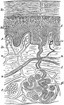 Diagram to show the structure of the Skin. Labels: E.c, epidermis, corneous part; E.m, epidermis, Malpighian part; D.c, connective tissue of dermis; p, papilla; gl, sweat gland, the coils of the tube cut across or lengthwise; d, its duct; f, fat; v, blood vessels; n, nerve; t.c, tactile corpuscle.