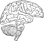 Diagram illustrating the general relationships of the parts of the brain. Labels: A, fore-brain; b, mid-brain; B, cerebellum; C, pons Varolii; D, medulla oblongata; B,c,and D together constitute the hind-brain.
