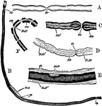 To illustrate the structure of nerve fibers. Labels: A, nerve fiber examined fresh; n, node. B, nerve fiber with axis cylinder shaded, and medulla represented by dark lines; n.c, nucleus; p, granular cell substance near the nucleus. C, more highly magnified: m, medulla; n, node. D, nerve treated with reagents to show the axis cylinder: n.x, surrounded by medulla, m. E, nerve treated with reagents to show n.c, nucleus with fine line over it representing the neurilemma, and outside this fine connective tissue, c: n.c', nucleus lying in the fine connective tissue. F, nerve fiber deprived of its neurilemma showing medulla broken up into fragments, m, surrounding the axis cylinder, n.x.