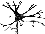 A large nerve cell from the ventral horn of the spinal cord. Labels: n, nucleus; n', small body, called the nucleolus, inside the nucleus; p, branched processes; n.p., unbranched process continued into the axis cylinder of a motor nerve fiber.