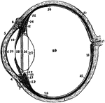 The left eyeball in horizontal section from before back. Labels: 1, sclerotic; 2, junction of sclerotic and cornea; 3, cornea; 4,5, conjunctiva; 6, posterior elastic layer of cornea; 7, ciliary muscle; 10, choroid; 11,13, ciliary processes; 14, iris; 15, retina; 16, optic nerve; 17, artery entering retina in optic nerve; 18, fovea centralis; 19, region where sensory part of retina ends; 22, suspensory ligament; 23 is placed in the canal of Petit, and the line from 25 points to it; 24, the anterior part of the hyaloid membrane; 26, 27, 28, are placed on the lends; 28 points to the line of attachment around it of the suspensory ligament; 29, vitreous humor; 30, anterior chamber of aqueous humor; 31, posterior chamber of aqueous humor.
