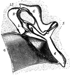 The middle ear and its bones, considerably magnified. Labels: G, the inner end of the external auditory meatus, closed internally by the conical tympanic membrane; L, the malleus, or hammer-bone; H, the incus, or anvil-bone; S, the stapes, or stirrup-bone.