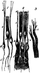 Cells from the olfactory epithelium. Labels: 1, from the frog. 2, from the man; a, columnar cell, with its branched deep process; b, so-called olfactory cell; c, its narrow outer process; d, its slender central process. 3, gray nerve fibers of the olfactory nerve, seen dividing into fine peripheral branches at a.
