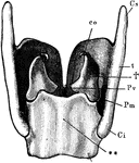 The more important cartilages of the larynx from behind. Labels: t, thyroid; Cs, its superior, and Ci, its inferior, horn of the right side; **, cricoid cartilage; †, arytenoid cartilage; Pv, the corner to which he posterior end of a vocal cord is attached; l'm, corner on which the muscles which approximate or separate the vocal cords are inserted; co, cartilage of Santorini.