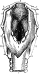 The larynx viewed from its pharyngeal opening. The back wall of the pharynx has been divided and its edges (11) turned aside. Labels: 1, body of hyoid; 2, its small, and 3, its great, horns; 4, upper and lower horns of thyroid cartilage; 5, mucous membrane of front of pharynx, covering the back of the cricoid cartilage; 6, upper end of gullet; 7, windpipe, lying in front of the gullet; 8, eminence caused by cartilage of Santorini; 9, eminence caused by cartilage of Wrisberg -- both lie in, 10, the aryteno-epiglottidean fold of mucous membrane, surrounding the opening (aditus laryngis) from pharynx to larynx; a, projecting tip of epiglottis; c, the glottis -- the lines leading from the letter point to the free vibrating edges of the vocal cords; b' the ventricles of the larynx -- their upper edges, marking them off from the eminences b, are the false vocal cords.