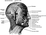 The muscles of the face and scalp (muscles of expression).