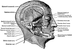 Muscles of the pterygoid region of the head.