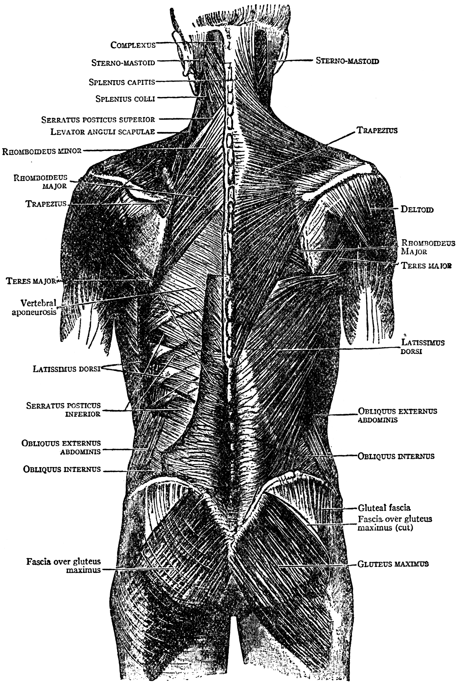 Back Muscles | ClipArt ETC