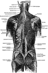 The superficial muscles of the back.