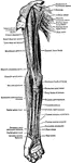 Superficial muscles on the front of the arm and forearm.