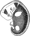 Scheme to illustrate the disposition of the myotomes in the embryo in relation to the head, trunk, and limbs. The muscles eventually form from these myotomes. Labels: A,B,C, First three cephalic myotomes. N,1,2,3,4, Last persisting cephalic myotomes. C,T,L,S,Co., The myotomes of the cervical, thoracic, lumbar, sacral and caudal regions. I.,II.,III.,IV.,V.,VI.,VII.,VIII.,IX.,X.,XI.,XII., Refer to the cranial nerves and the structures with which they may be embryologically associated.