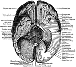 View of the under surface of the brain, with the lower portion of the temporal and occipital lobes, and the cerebellum on the left side removed, to show the origins of the cranial nerves.