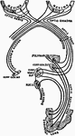 Diagram of the central connections of the optic nerve and optic tract.