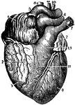 An anterior view of the heart in a vertical position with its vessels injected.
